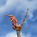 Blütenknospen des Ocotillo-Strauchs