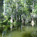 Typische Sumpflandschaften in Louisiana