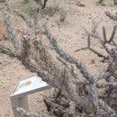 Buckhorn Cholla