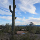 In der Mitte des Saguaro führen Wasserröhren zur Frucht nach oben, so können sie auch leichten Winterfrost überstehen.
