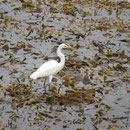 Ein Silberreiher (great egret)
