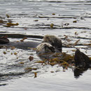 Die Seeotter liegen gerne schlafend auf dem Tangwald (kelp forest)