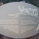 Mountain Lion oder auch Cougar genannt (Puma)