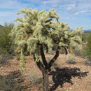 Teddybear Cholla, sieht niedlich aus, ist aber sehr stachelig