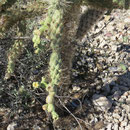 Chainfruit Cholla