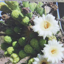 Blüte des Saguaro-Kaktus