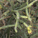 Pencil Cholla (Bleistift Cholla)