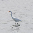 Ein Silberreiher (great egret) mit typischem gelben Schnabel