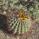 Fishhook Barrel Cactus mit Blüte (Ferokaktus)