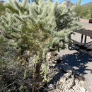 Chainfruit cholla (Kettenfrucht cholla)