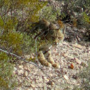 Auf der Heimfahrt läuft uns ein bobcat (Rotluchs) ganz kurz vor die Videokamera, ein unerwartetes tolles Erlebnis.