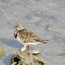 Dieser hübsche Vogel ist vermutlich ein Steinwälzer (ruddy turnstone) im Winterkleid (gehört zu den Regenpfeiferartigen)