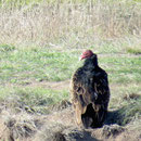 Es ist ein Truthahngeier (turkey vulture), der zur Familie der Neuweltgeier gehört, sein Verbreitungsgebiet erstreckt sich von Südamerika bis zur Südgrenze Kanadas.