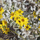 Er hat wunderschöne leuchtende Blüten