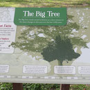 The Big Tree auf Goose Island ist eine der grössten Eichen 