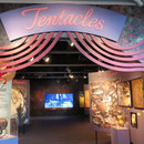 Ausstellung über Meerestiere mit Fangarmen (Tentacles)