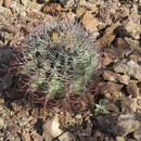 Fishhook Barrel Cactus