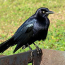 Der Purpur-Grackel (common grackle) gehört ebenfalls zur Familie der Stärlinge. Hier ein Männchen mit dem typisch schillernden blau-schwarzen Gefieder