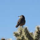 Erstaunlich, wie der kleine Vogel inmitten der Dornen sitzen kann