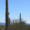 Saguaro-Kaktus mit Vogel