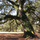 Lebenseiche (live oak)
