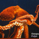 Pazifischer Riesenkrake (Octopus)