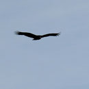 Ein riesiger Greifvogel nähert sich der See-Elefanten-Kolonie.