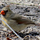Rotkardinal-Jungvogel, ähnlich gefärbt wie die Weibchen, aber ohne Gesichtsmaske