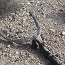 Ausgetrocknetes Skelett eines Chainfruit Chollas