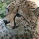 Tierpark Herberstein, Steiermark, Österreich Mai 2021