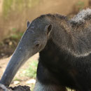 Weisser Zoo, Niederösterreich, Österreich September 2023