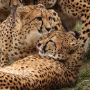Tierpark Herberstein, Steiermark, Österreich Jänner 2023