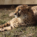 Tierpark Herberstein, Steiermark, Österreich Februar 2021