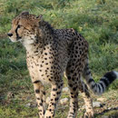 Tierpark Herberstein, Steiermark, Österreich Jänner 2023
