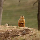 Tierpark Herberstein, Steiermark, Österreich März 2021