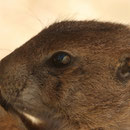 Weisser Zoo, Niederösterreich, Österreich September 2023