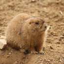Tierpark Herberstein, Steiermark, Österreich März 2021