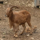 Zoo Veszprem Mai 2023