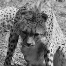 Tierpark Herberstein, Steiermark, Österreich Mai 2021