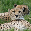 Tierpark Herberstein, Steiermark, Österreich Mai 2024