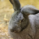 Zoo Veszprem, Ungarn Mai 2023