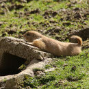 Tierpark Herberstein, Steiermark, Österreich April 2013