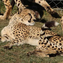 Tierpark Herberstein, Steiermark, Österreich Jänner 2023