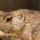 Weisser Zoo, Niederösterreich, Österreich September 2023