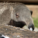 Weisser Zoo, Niederösterreich, Österreich September 2023