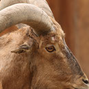 Zoo Veszprem Mai 2023