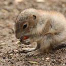 Tiergarten Schönbrunn, Wien, Österreich Juni 2024