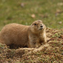 Tierpark Herberstein, Steiermark, Österreich März 2021