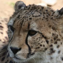Tierpark Herberstein, Steiermark, Österreich Mai 2021