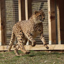 Tierpark Herberstein, Steiermark, Österreich März 2021